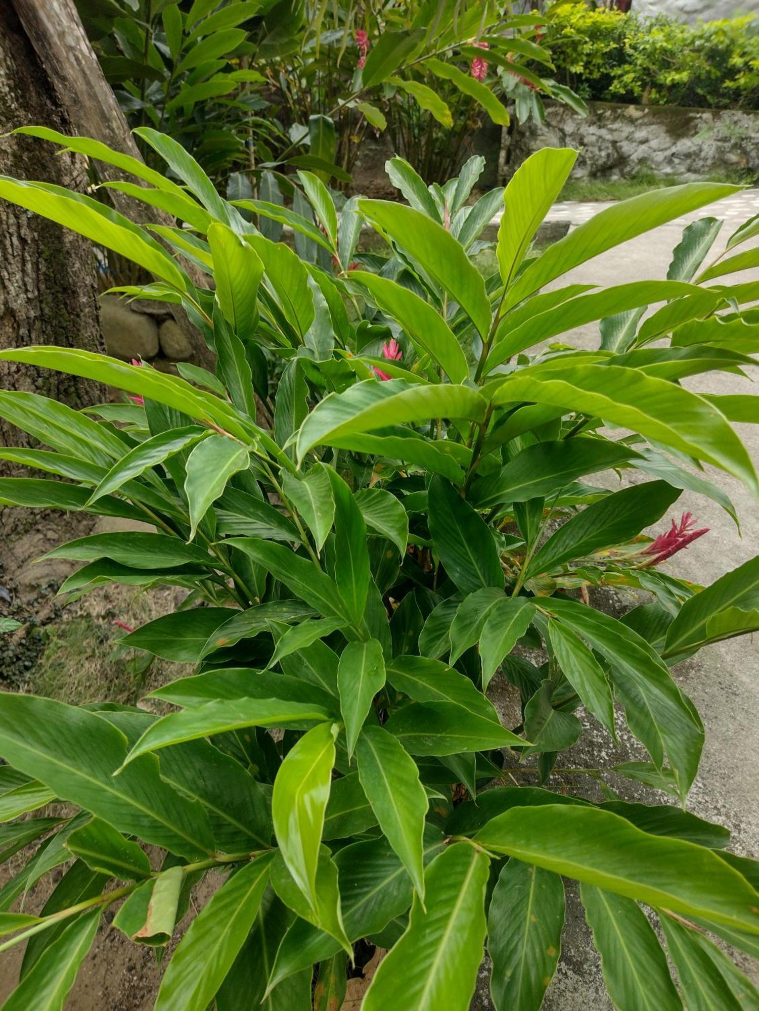 埃尔扎伊诺Casa Kumake Tayrona别墅 外观 照片